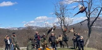 ველური ბუნების სააგენტომ ბოლნისის მუნიციპალიტეტში 60 ფრთა კოლხური ხოხობი გაუშვა