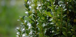 Ətraf Mühitin Mühafizəsi və Kənd Təsərrüfatı Nazirliyi Bzoba bayramının yaxınlaşması ilə əlaqədar ağaclarının kəsilməsinə nəzarəti gücləndirir