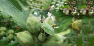 მწვანე ფაროსანასთან ბრძოლის მეთოდები