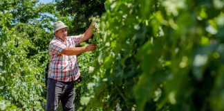 „დავითის მარანი“ წარსულისა და მომავლის ისტორიას აერთიანებს