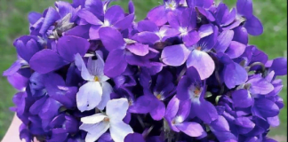 3 მარტი დედის დღეა