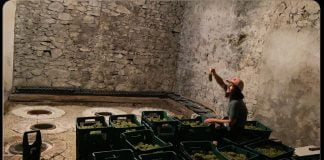 „ძმების მარანი“ და ბოლნისში აღდგენილი ძველი ქართული ტრადიცია