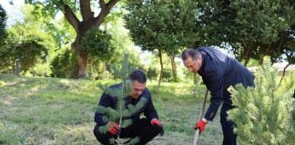 Mədəniyyət və İstirahət Parkında növbəti ağacəkmə aksiyası