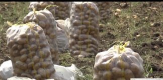 ბოლნისის ახალ კარტოფილს მალე ადგილწარმოებისა და გეოგრაფიული აღნიშვნის დასახელება მიენიჭება