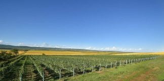 ბოლნისში ვენახების კადასტრის პროგრამის განხორციელება დაიწყო ვენახი