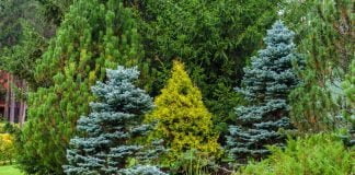 წინასაახალწლოდ წიწვოვანი ხე-მცენარეების მოპოვებაზე, ტრანსპორტირებასა და რეალიზაციაზე კონტროლი მკაცრდება