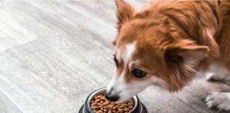 2023-cü il yanvarın 1-dən heyvan yemi ilə əlaqəli yeni qaydaları qüvvəyə minib