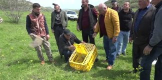 ბოლნისის მუნიციპალიტეტში კოლხური ხოხობი და კაკაბი გაუშვეს