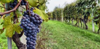 „ვაზისა და ღვინის შესახებ“ კანონში ცვლილების თანახმად ვენახების ერთიანი კადასტრი შეიქმნება