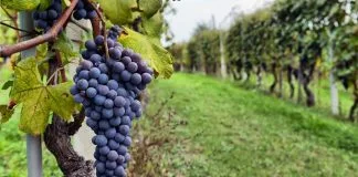 „ვაზისა და ღვინის შესახებ“ კანონში ცვლილების თანახმად ვენახების ერთიანი კადასტრი შეიქმნება