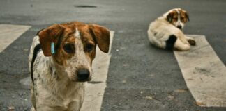 Parlament “İnzibati Xətalar Məcəlləsi”nə dəyişikliyi birinci oxunuşda 80 səslə dəstəkləyib