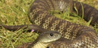 გველის ნაკბენი