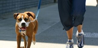 ძაღლის გასეირნების წესების დარღვევისთვის ჯარიმები იზრდება