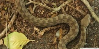 Sürünən dişlədikdə nə etməli və kimə müraciət etməli