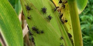 რა ქიმიური და მექანიკური ბრძოლის მეთოდები უნდა გამოიყენონ მავნებელი მწერის მოსასპობად