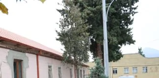 ევროკავშირის მიერ დაფინანსებული პროექტის ფარგლებში, ქალაქ ბოლნისში მუხის მარადმწვანე ნერგები დაირგო