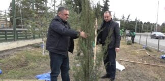 მიმდინარე წელს ქალაქ ბოლნისს 1300 ნერგი შეემატა