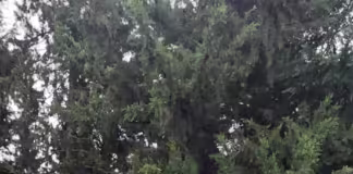 50 წელი საგანმანათლებლო სივრცეში და აზერბაიჯანელ და ქართველ ხალხს შორის მეგობრობაში შეტანილი დიდი წვლილი