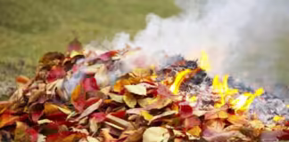 რა ზიანს აყენებს ფოთლის ღია წესით წვა და რა პრევენციული ღონისძიებებია საჭირო