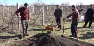 მევენახეებმა ნიადაგის ბიოკომპოსტით გამდიდრება დაიწყეს