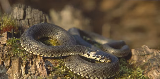 ნანატრი ზაფხულის ყველაზე უსიამოვნო მხარე ქვეწარმავლები გველი